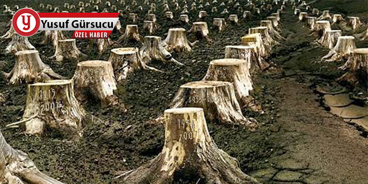 240 bin ağaç ihale yoluyla katledilecek